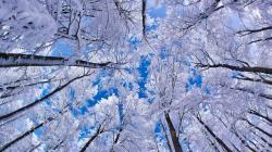 Snowy trees and blue sky ...