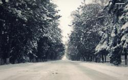 ... Snowy Road between the Trees wallpaper 1366x768 ...