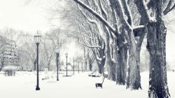 Snowy Trees HD Wallpapers