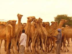 THIS IS A CAMEL THAT WE ACTUALLY DRINK A MILK FROM IT, AND ALSO WE EAT THEIR MEET..:)