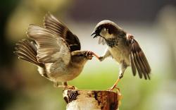 Sparrow Birds Playing (click to view)