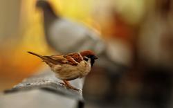 Sparrow Bird Macro