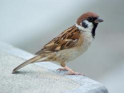 Sparrow, House Passer domesticus Found: Africa, Asia. Introduced to North America and elsewhere.