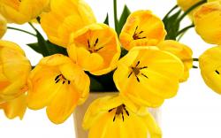 Speckled Yellow Tulips
