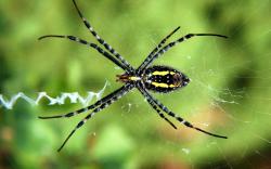 Backyard Spider desktop wallpaper