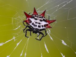 A photo of a Spinybacked orb-weaver spider.
