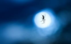 Spider Web Night Moon Close-Up