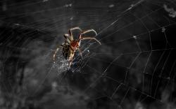 HD Spider Web Wallpaper · Spider Web · Spider Web ...
