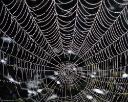 Spider web - Best wallpapers on your desktop: Animal
