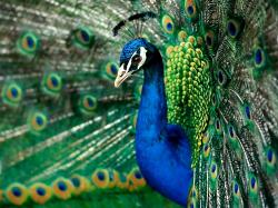 Description: The Wallpaper above is Splendid peacock Wallpaper in Resolution 1600x1200. Choose your Resolution and Download Splendid peacock Wallpaper