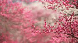 Please check our latest widescreen hd wallpaper below and bring beauty to your desktop. Cherry Blossom HD Wallpapers