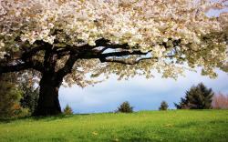 Spring cherry tree