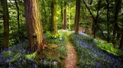 Pretty Spring Forest Wallpaper 13453