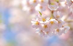 Spring sakura cherry