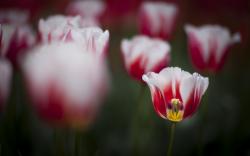 Spring Tulips Focus Nature