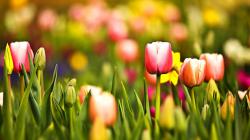 Mac Wallpaper and Multicoloured Spring Tulips Desktop Pc 1920x1080px