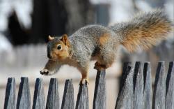 ... Squirrel on the fence wallpaper 1920x1200 ...