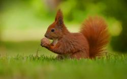 Squirrel nut