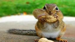 10 Funniest Squirrel Videos