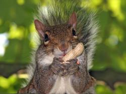 “Pest Files: Sandy the Squirrel – Part 1″