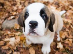 The very fast growth rate and the weight of a St. Bernard can lead to very serious deterioration of the bones if the dog does not get proper food and ...