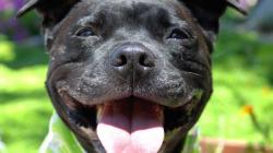Abby The Staffordshire Bull Terrier Puppy to Adult
