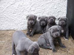 Blue-Staffordshire-Bull-Terrier-Puppies
