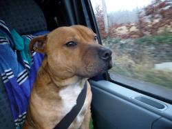 ted - staffordshire-bull-terrier Photo