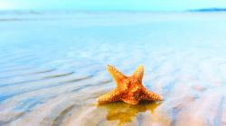 Starfish Background 14572