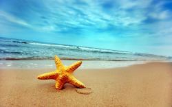 Starfish on Beach Sand (click to view)