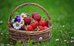 Basket Strawberries Wallpapers Pictures Photos Images · «