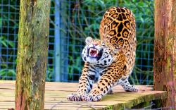 Stretching jaguar