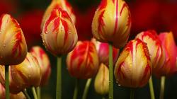 Red striped yellow tulips HQ WALLPAPER - (#161079)