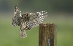 Stump Bird Owl Wings