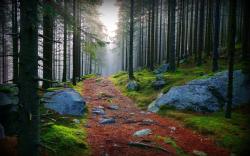 Stunning Forest Path