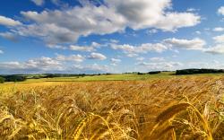 Summer field hd Wallpapers Pictures Photos Images. «