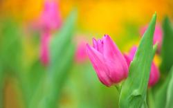 Summer pink tulip flower