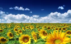Download: Summer Sunflowers HD Wallpaper