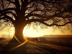 Big Tree with Sunset Landscape View wallpaper