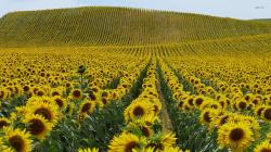 ... Sunflower field wallpaper 1920x1080 ...