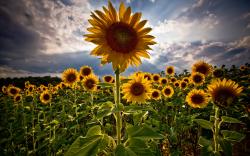 Beautiful Sunflower Wallpaper 3835
