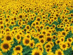 Sunflower Wallpapers 1600x1200px