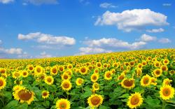 Sunflowers Field Wallpaper