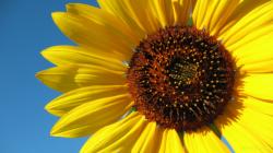 The Great Sunflower Project was started in 2008, by Gretchen LuBuhn, a biologist at San Francisco State University who was interested in the migratory ...