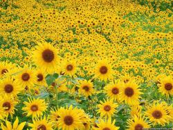 sunflowers - sunflower-seeds Wallpaper