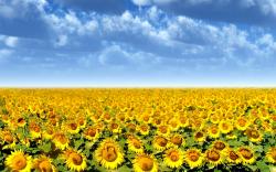 Sunflower Field 21586