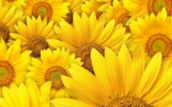 Sunflowers Background