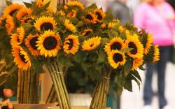 Sunflowers Bouquets Flowers