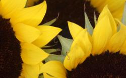 Sunflowers Zoom