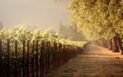 Sunrise vineyard